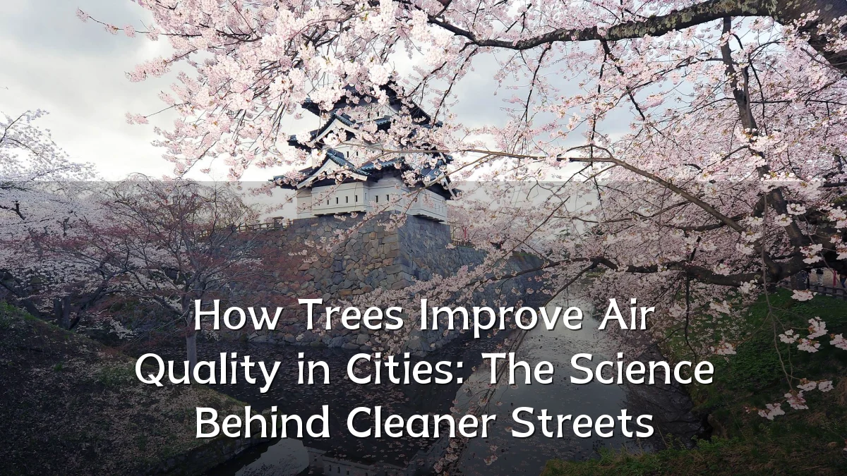 How Trees Improve Air Quality in Cities: The Science Behind Cleaner Streets