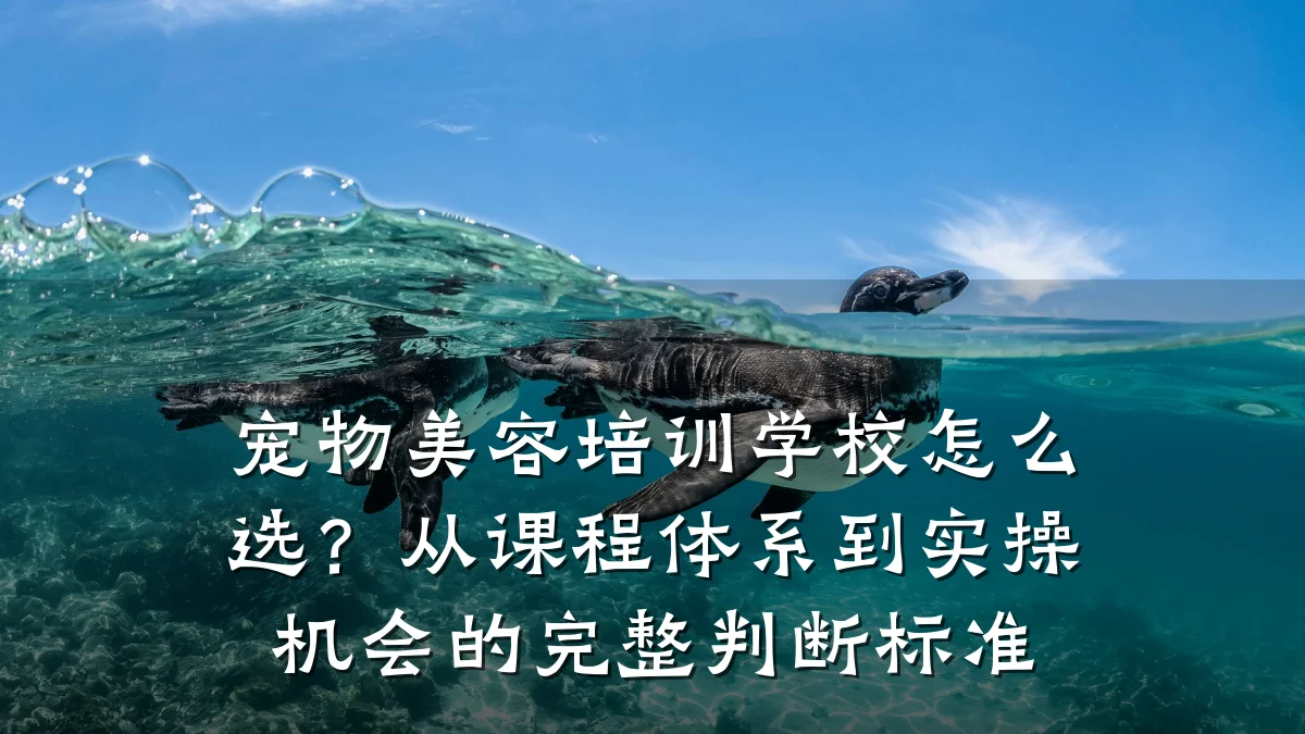 宠物美容培训学校怎么选?从课程体系到实操机会的完整判断标准