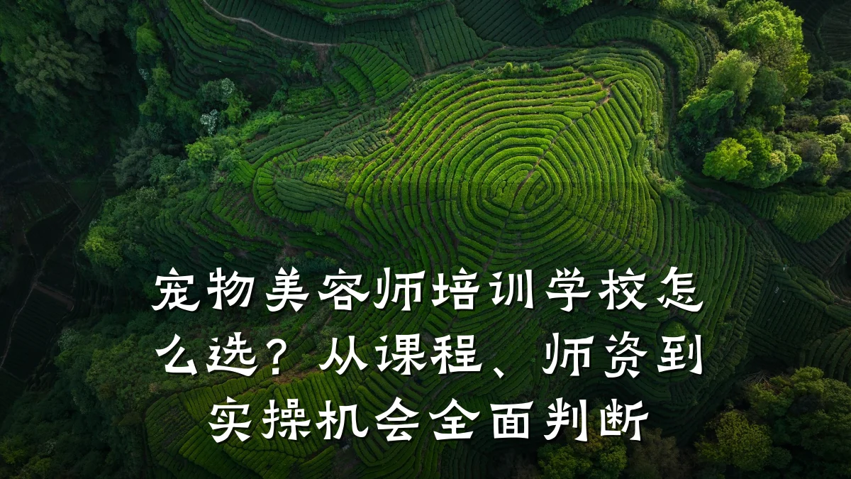 宠物美容师培训学校怎么选?从课程、师资到实操机会全面判断