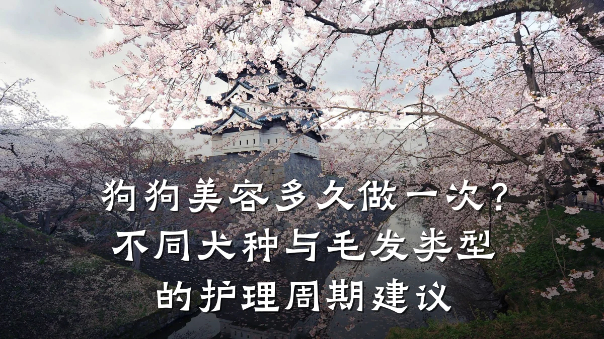 狗狗美容多久做一次?不同犬种与毛发类型的护理周期建议