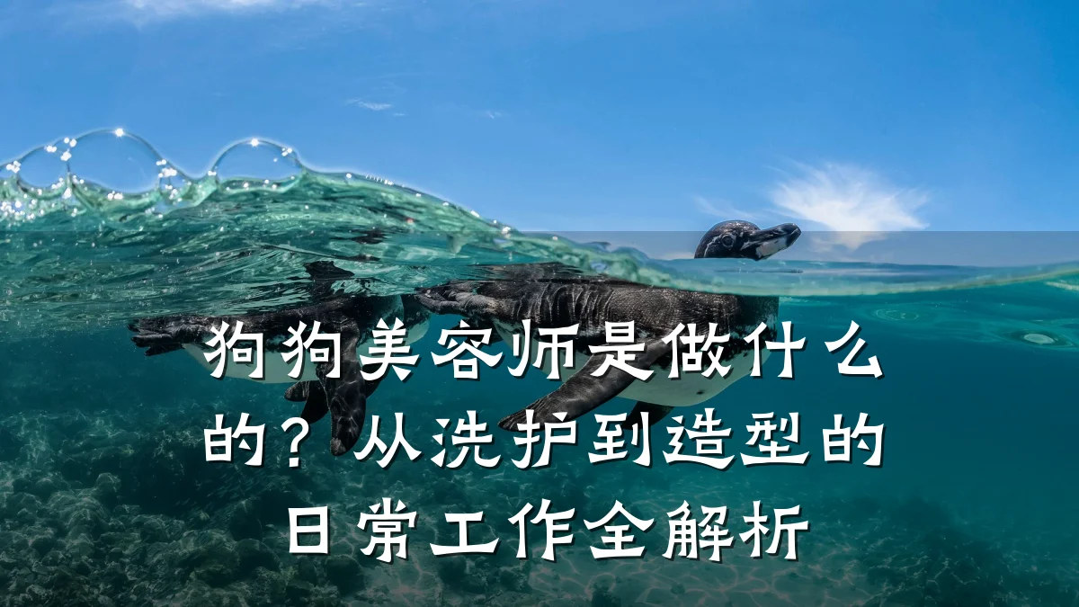 狗狗美容师是做什么的?从洗护到造型的日常工作全解析