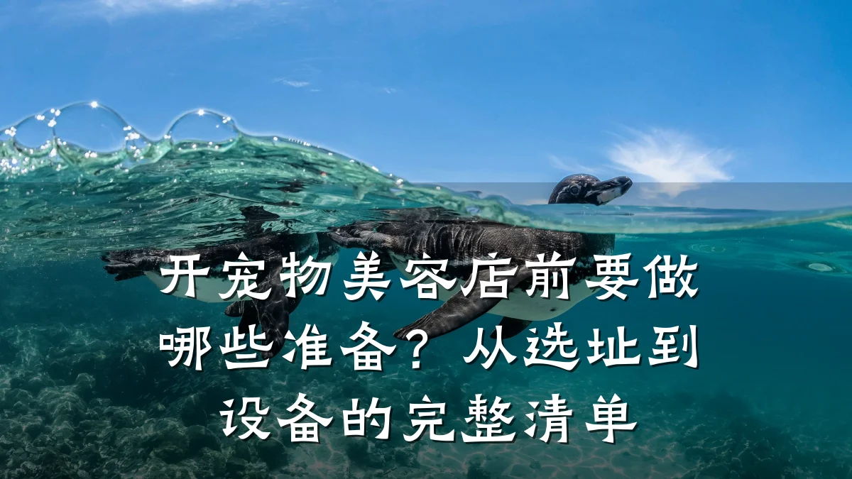 开宠物美容店前要做哪些准备?从选址到设备的完整清单