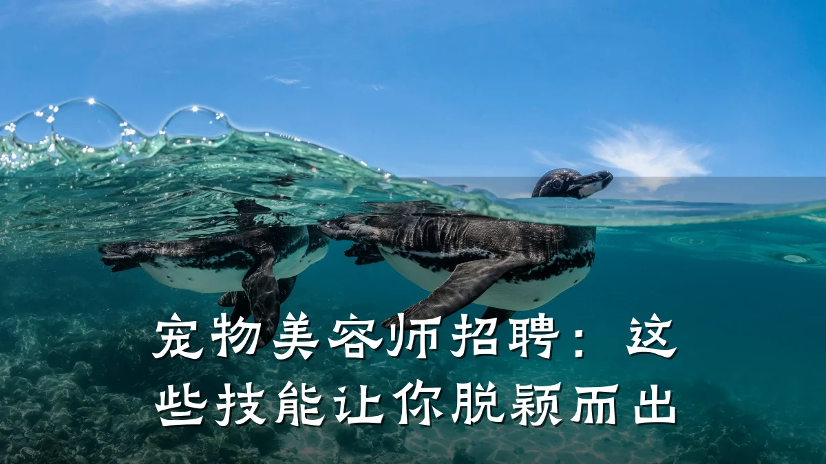 宠物美容师招聘:这些技能让你脱颖而出
