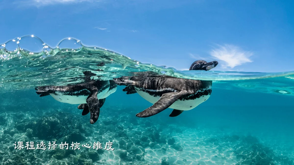 课程选择的核心维度
