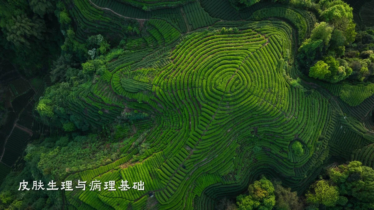 皮肤生理与病理基础