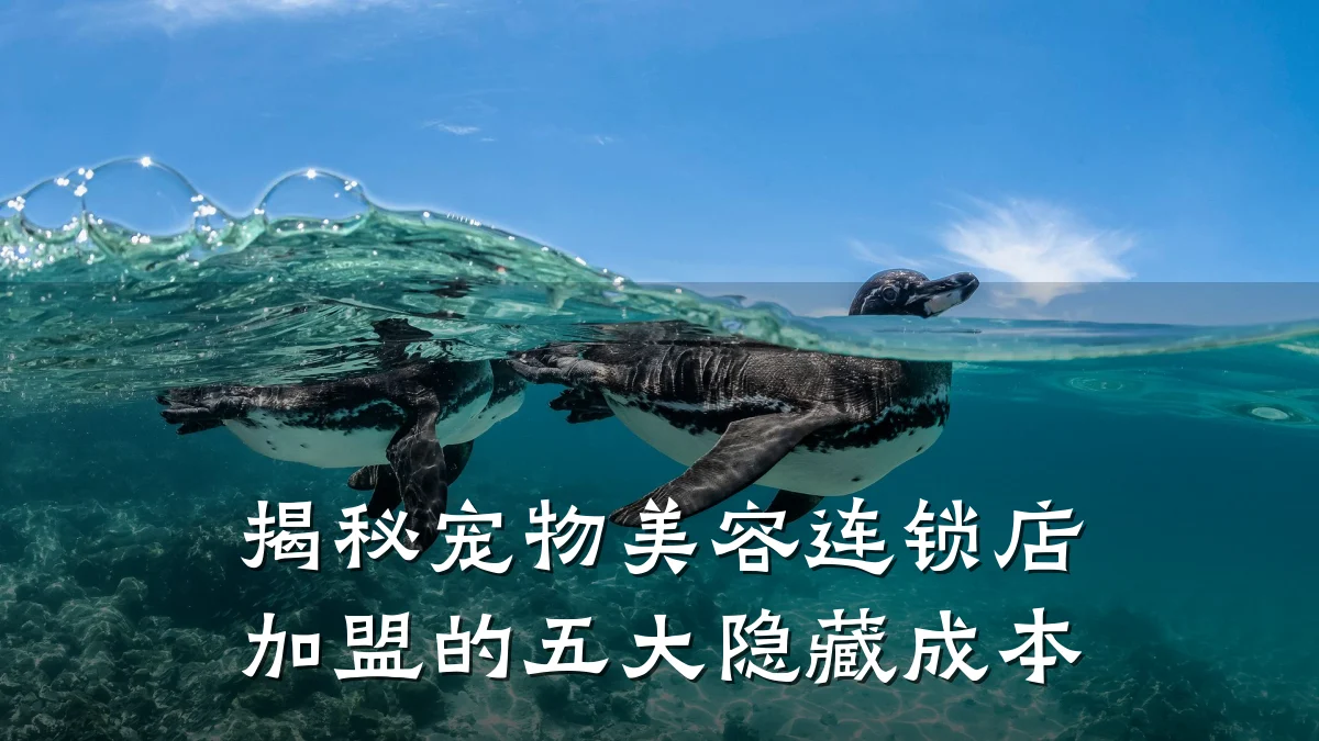 揭秘宠物美容连锁店加盟的五大隐藏成本