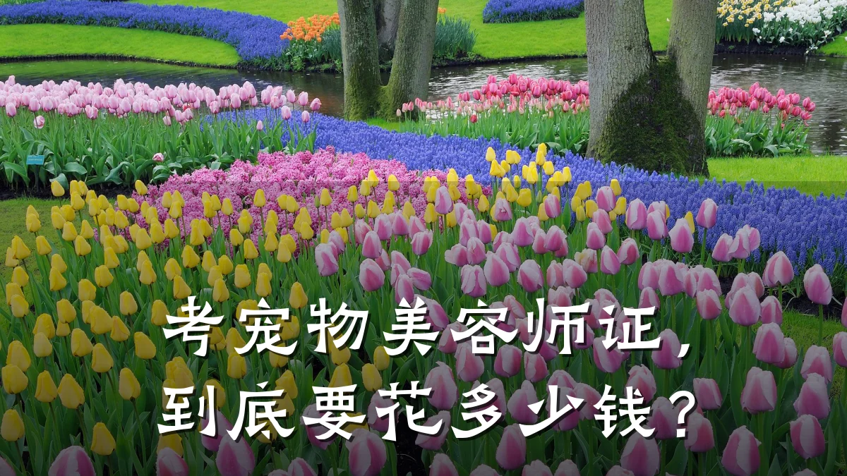 考宠物美容师证,到底要花多少钱?