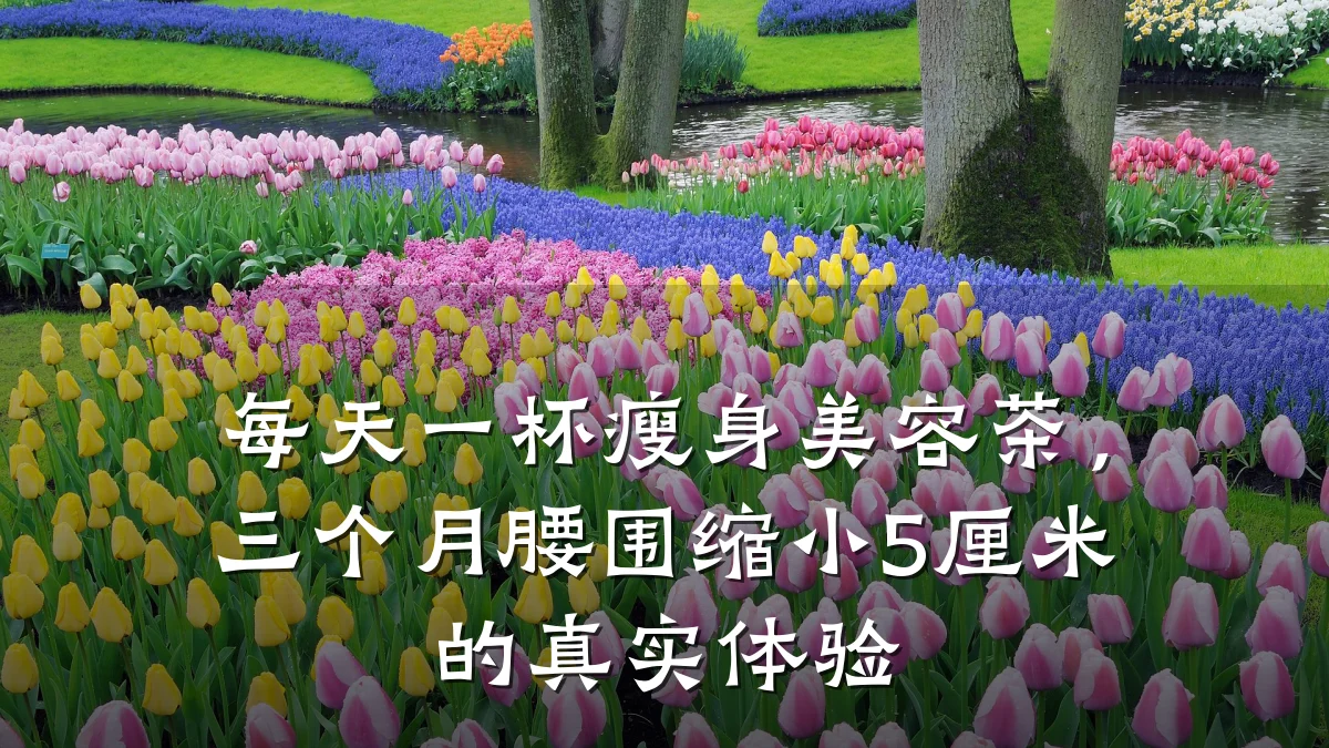 每天一杯瘦身美容茶,三个月腰围缩小5厘米的真实体验