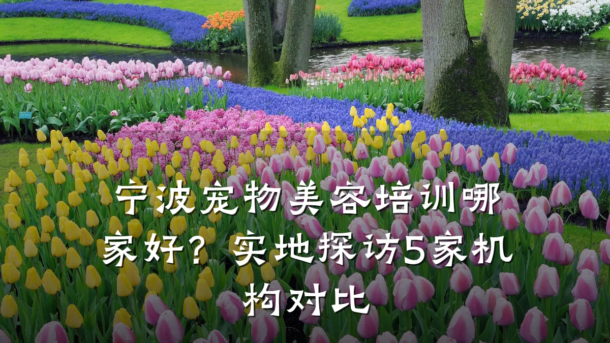 宁波宠物美容培训哪家好?实地探访5家机构对比