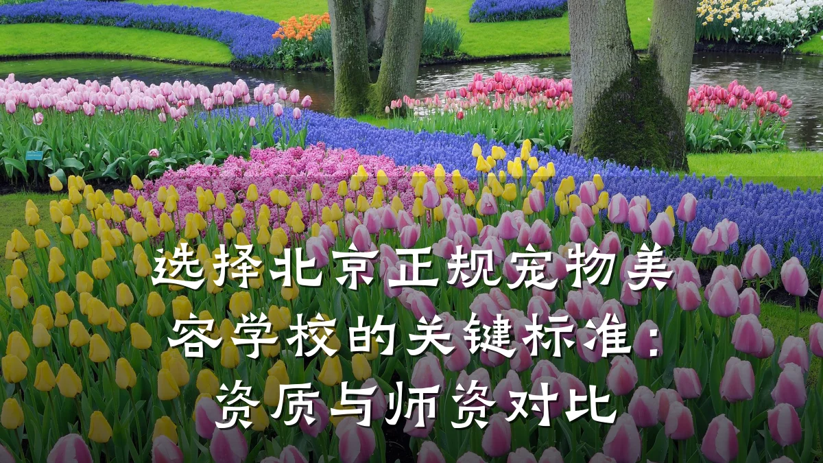 选择北京正规宠物美容学校的关键标准:资质与师资对比