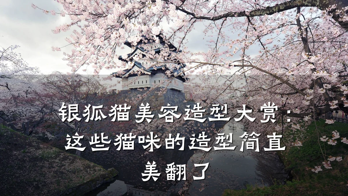 银狐猫美容造型大赏:这些猫咪的造型简直美翻了