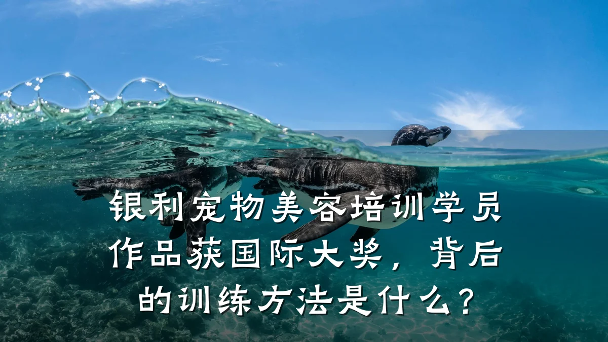 银利宠物美容培训学员作品获国际大奖,背后的训练方法是什么?