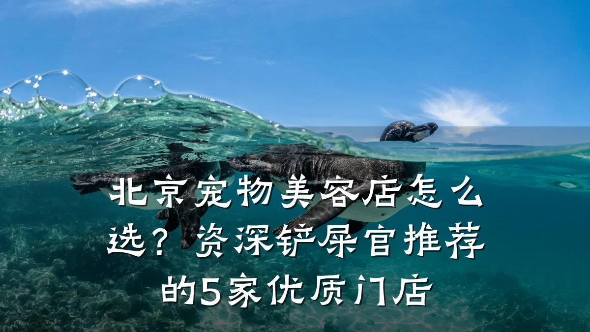 北京宠物美容店怎么选?资深铲屎官推荐的5家优质门店
