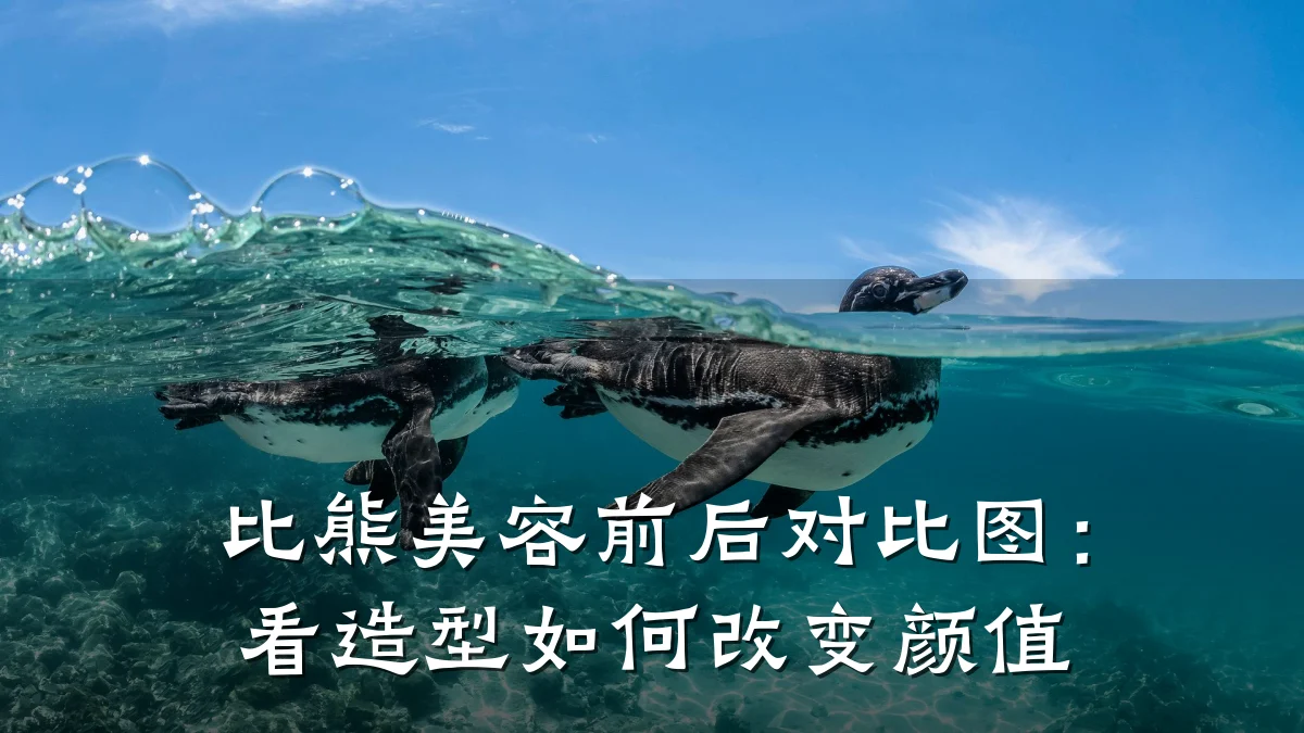 比熊美容前后对比图:看造型如何改变颜值