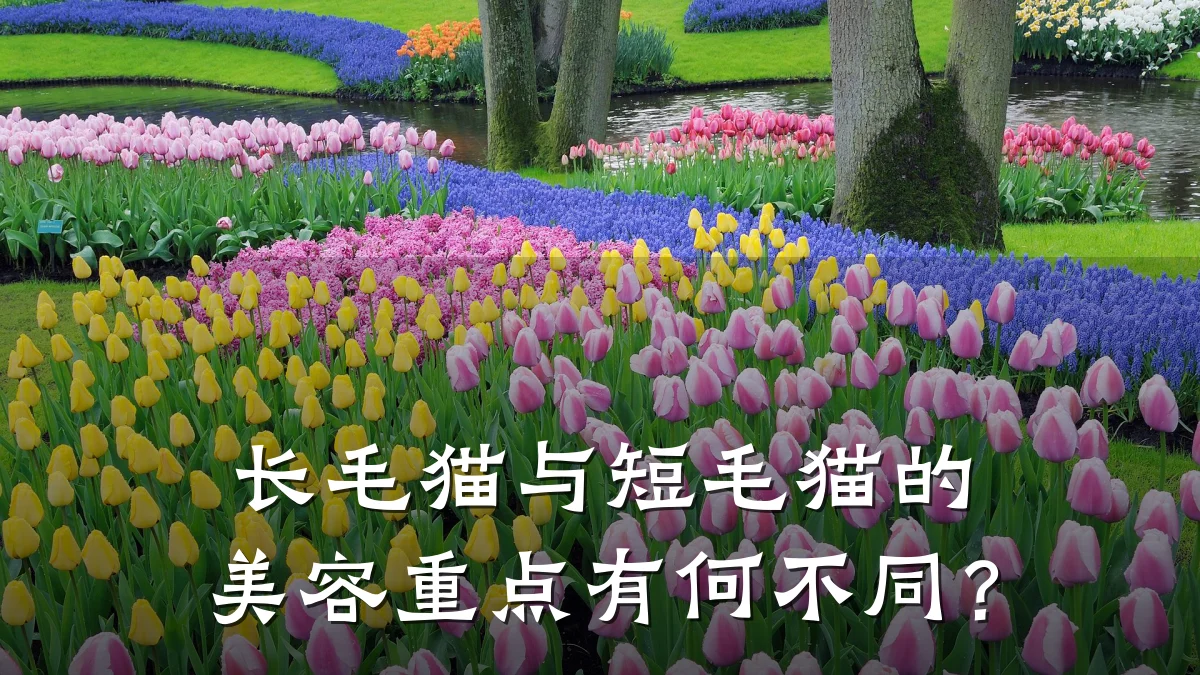 长毛猫与短毛猫的美容重点有何不同？