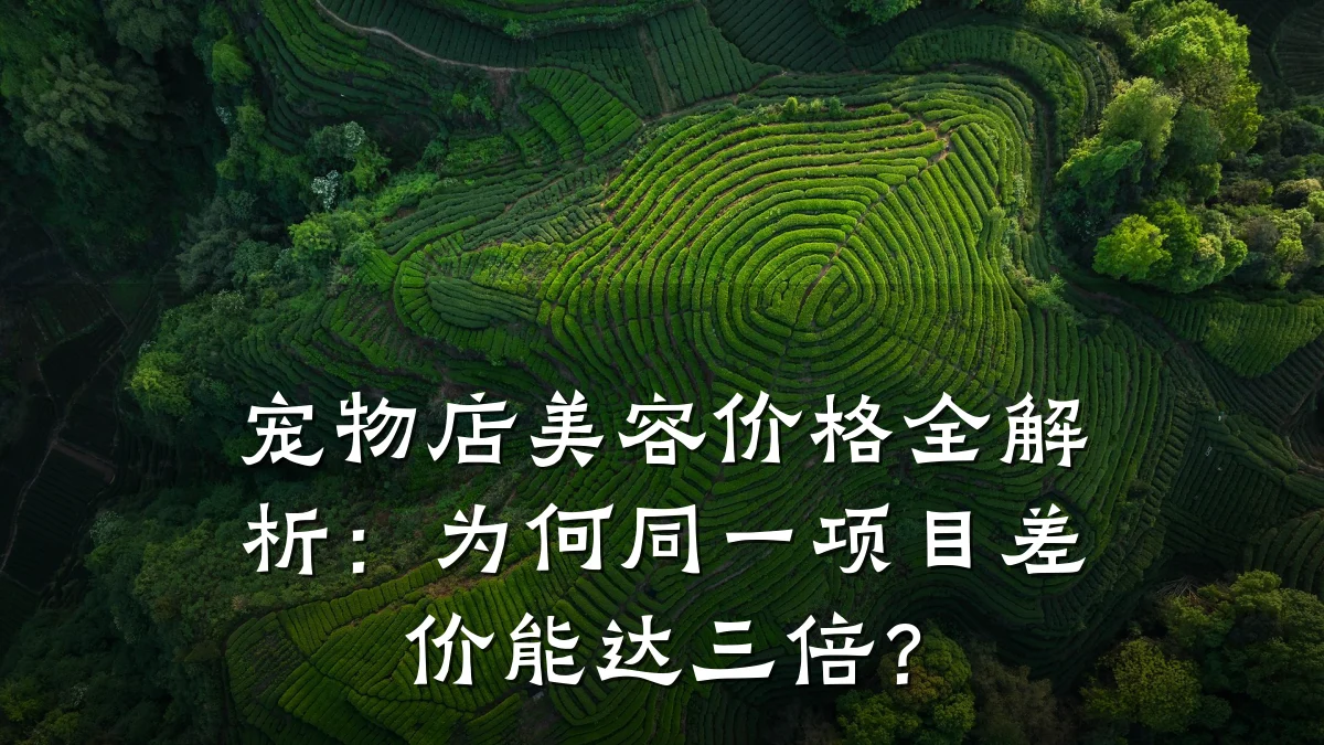 宠物店美容价格全解析：为何同一项目差价能达三倍？