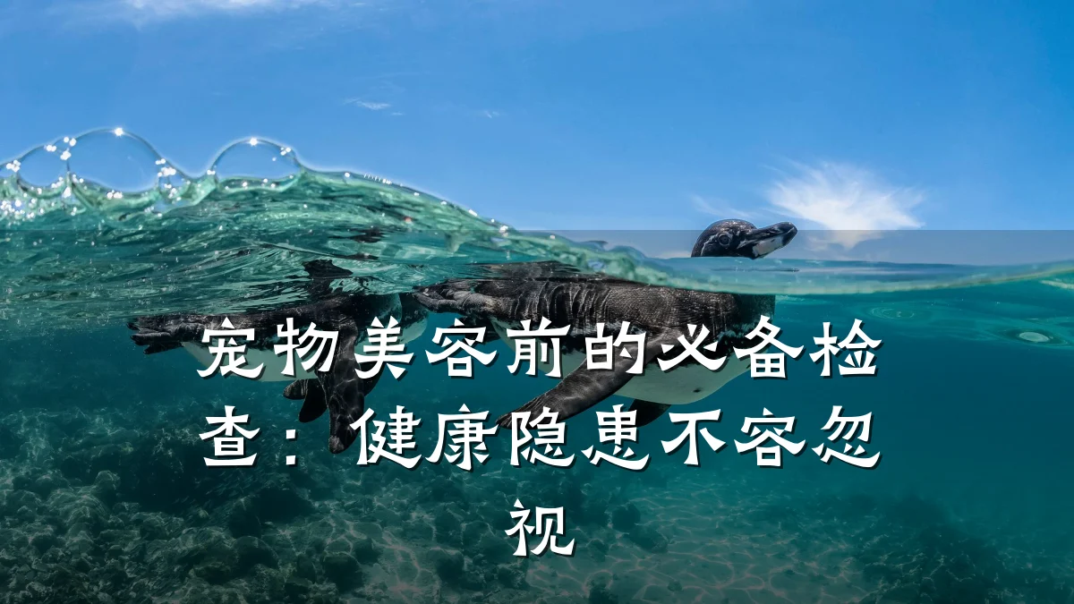 宠物美容前的必备检查：健康隐患不容忽视
