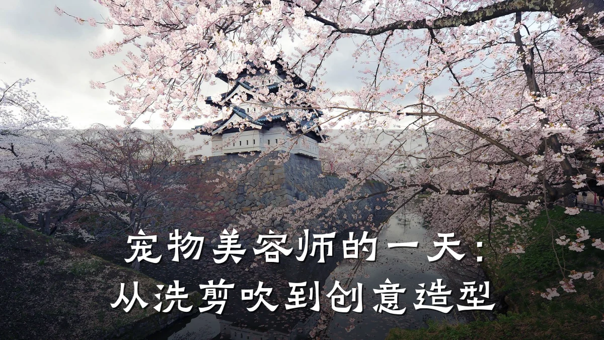 宠物美容师的一天：从洗剪吹到创意造型