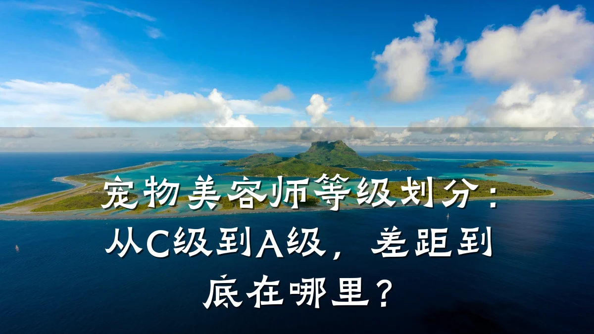 宠物美容师等级划分：从C级到A级，差距到底在哪里？