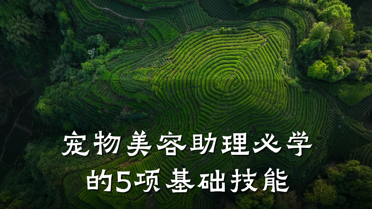 宠物美容助理必学的5项基础技能