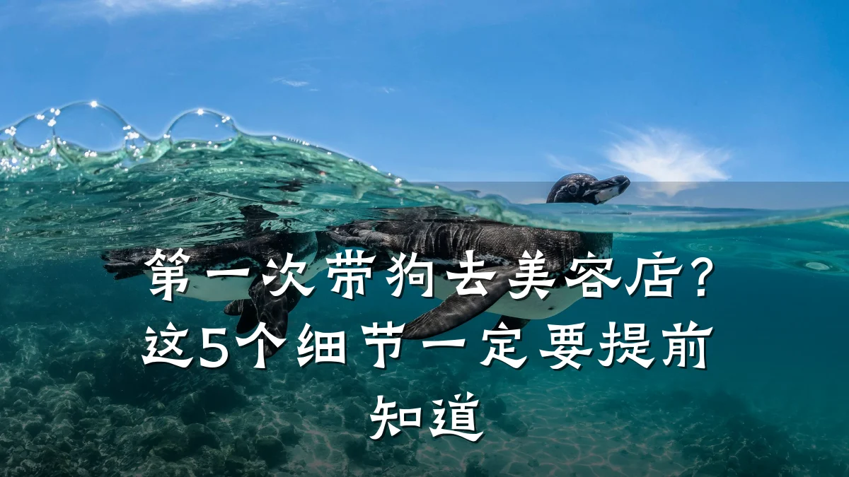 第一次带狗去美容店?这5个细节一定要提前知道