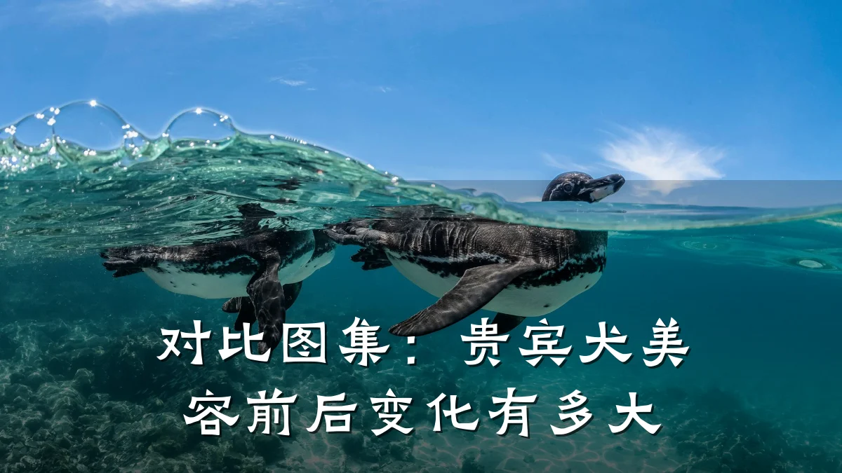 对比图集:贵宾犬美容前后变化有多大