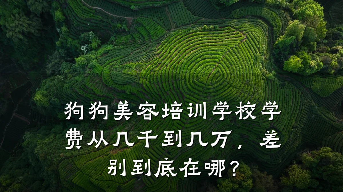 狗狗美容培训学校学费从几千到几万，差别到底在哪？