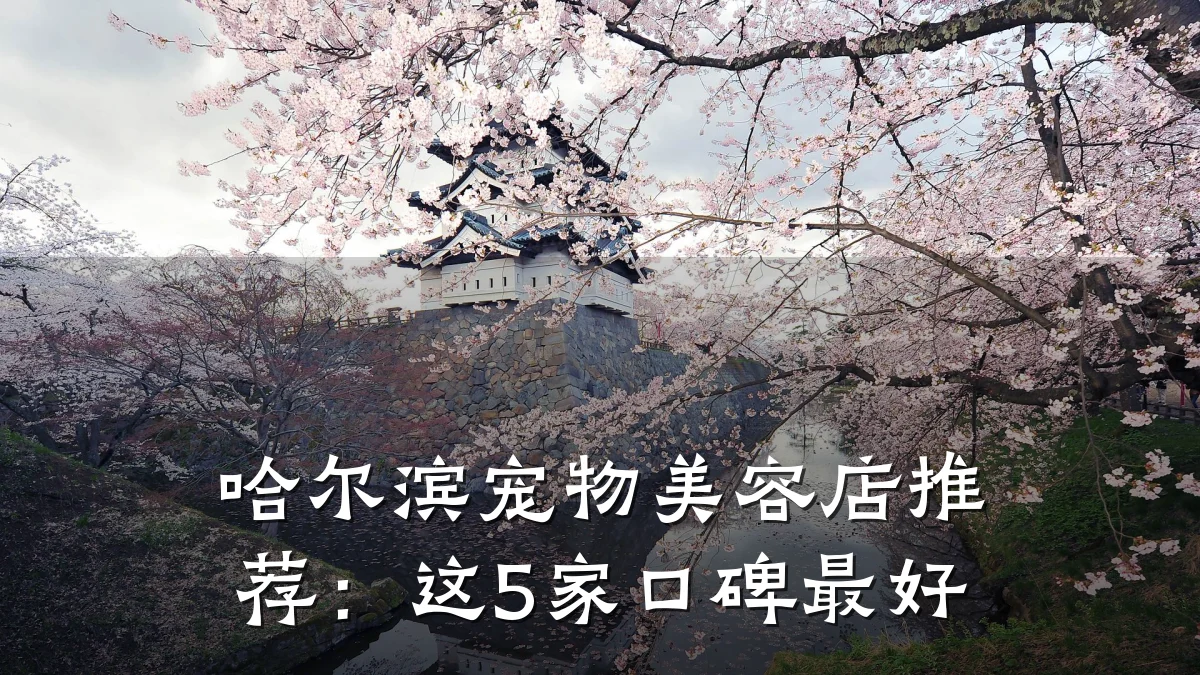 哈尔滨宠物美容店推荐：这5家口碑最好