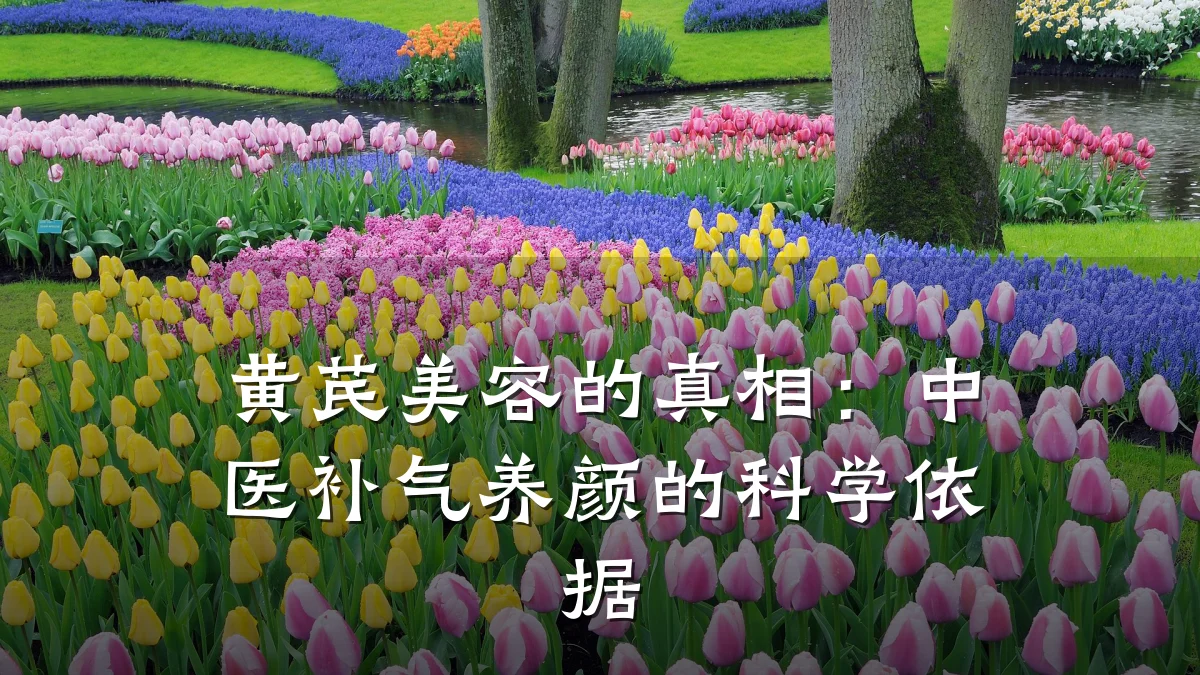 黄芪美容的真相：中医补气养颜的科学依据