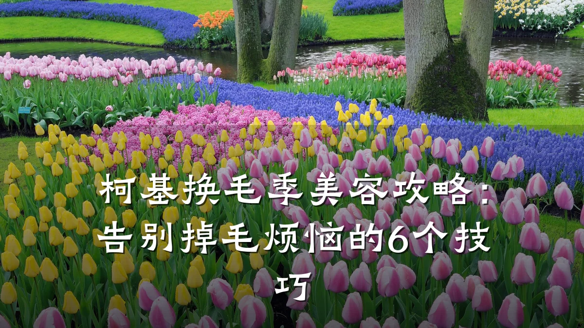 柯基换毛季美容攻略:告别掉毛烦恼的6个技巧