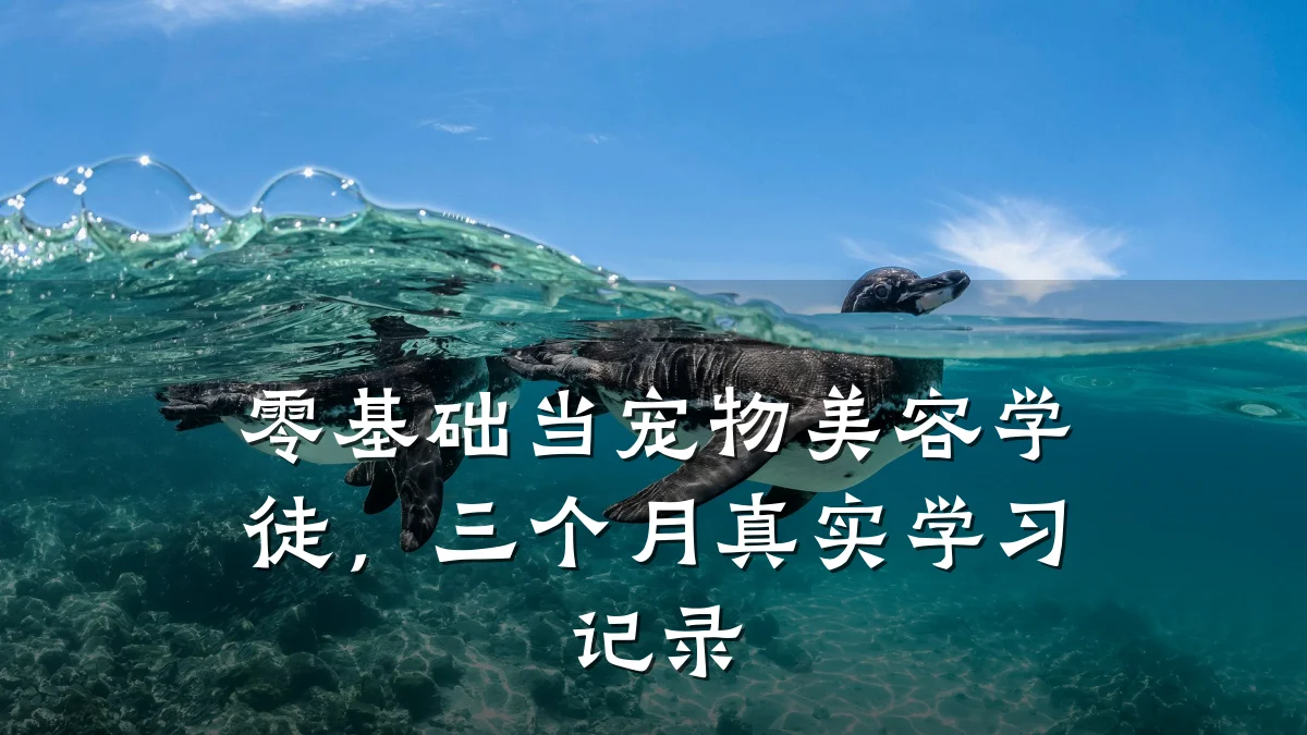 零基础当宠物美容学徒，三个月真实学习记录
