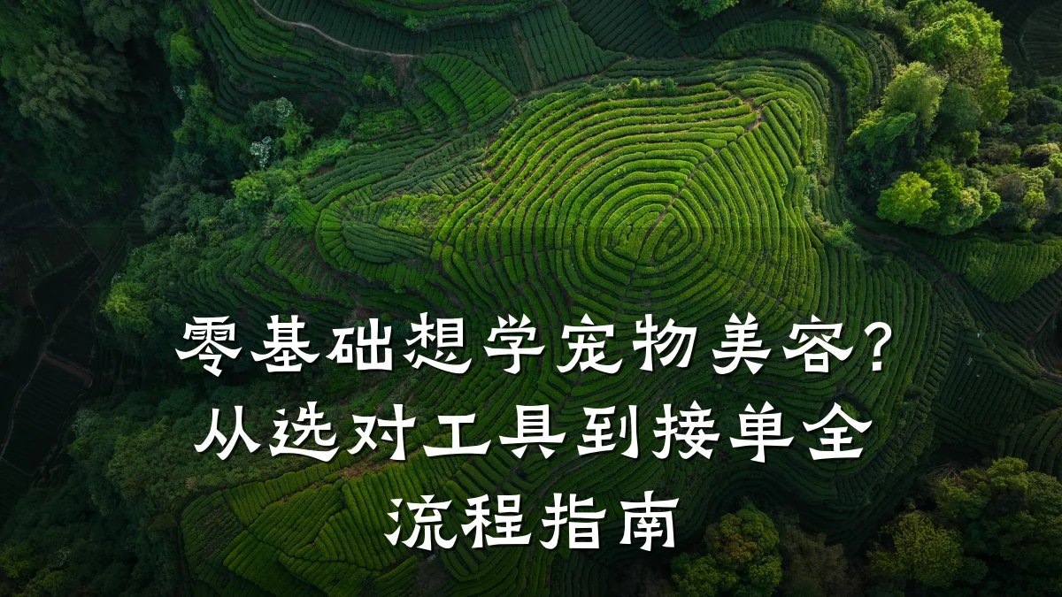 零基础想学宠物美容？从选对工具到接单全流程指南