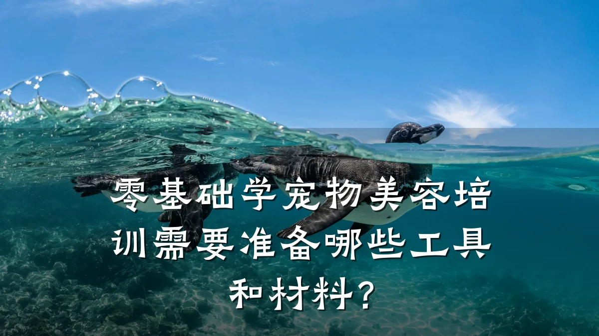 零基础学宠物美容培训需要准备哪些工具和材料？