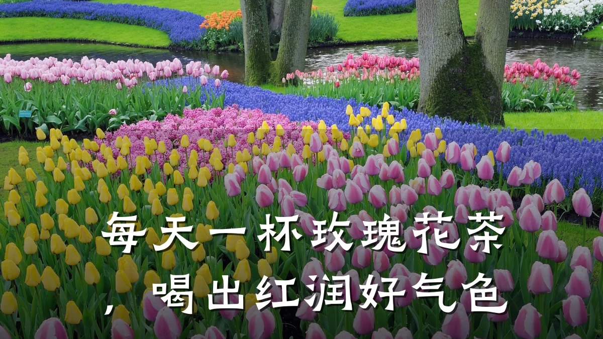 每天一杯玫瑰花茶,喝出红润好气色