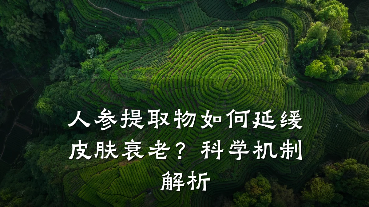 人参提取物如何延缓皮肤衰老？科学机制解析