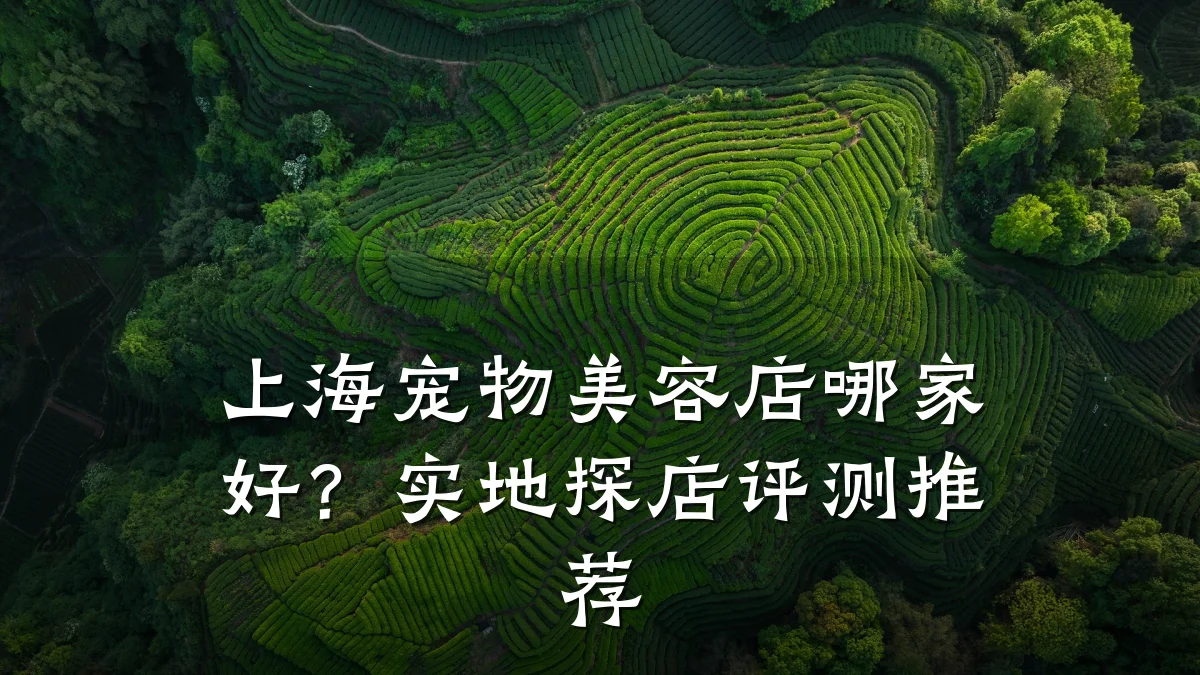 上海宠物美容店哪家好?实地探店评测推荐