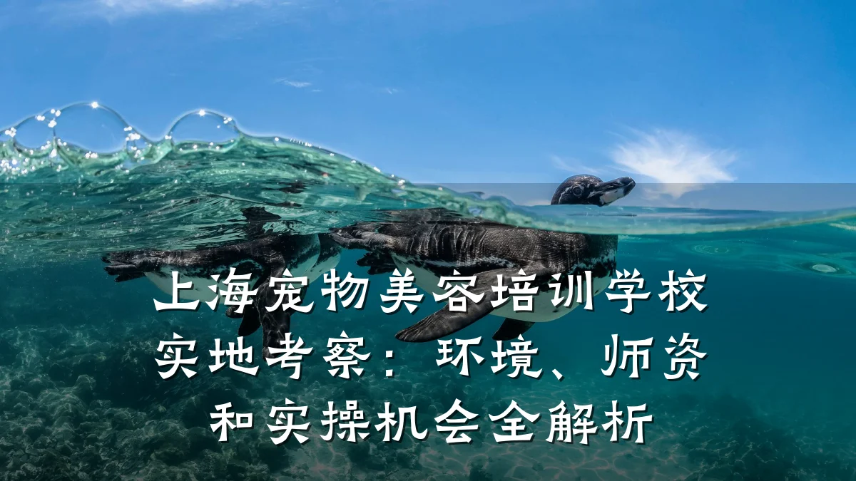 上海宠物美容培训学校实地考察：环境、师资和实操机会全解析