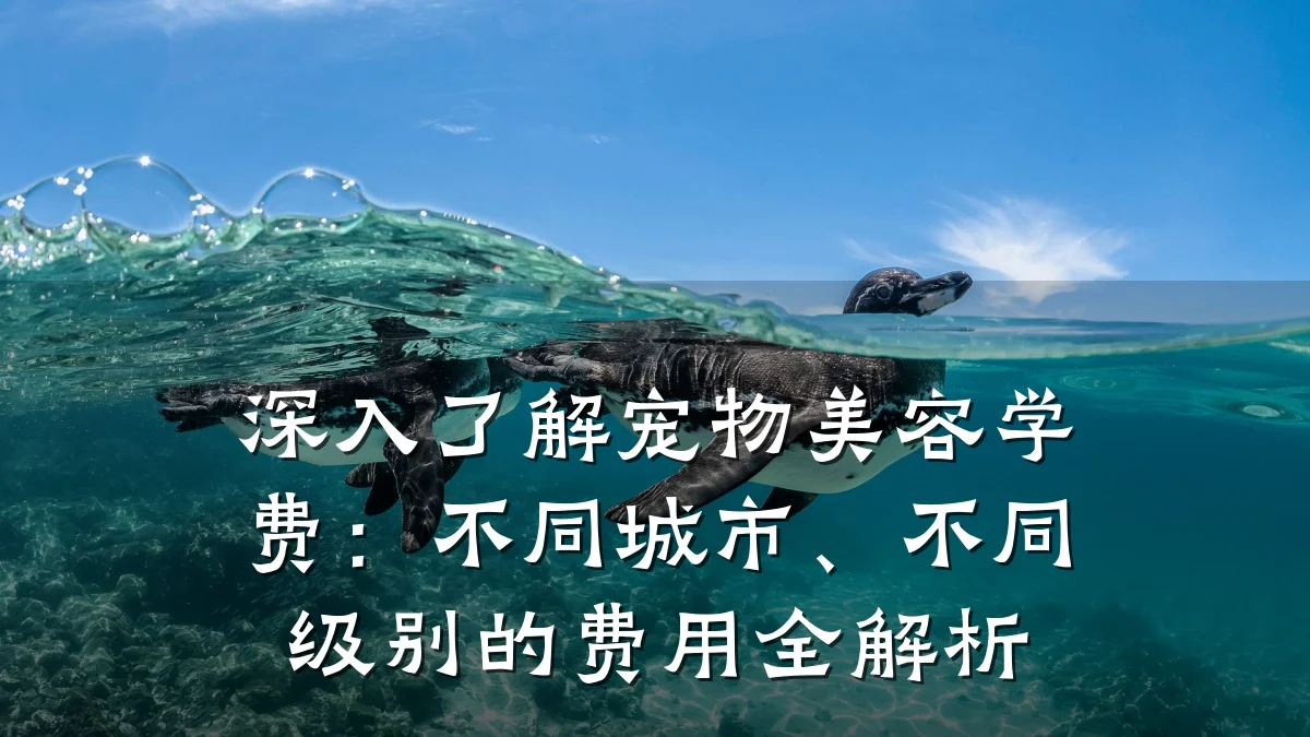 深入了解宠物美容学费：不同城市、不同级别的费用全解析