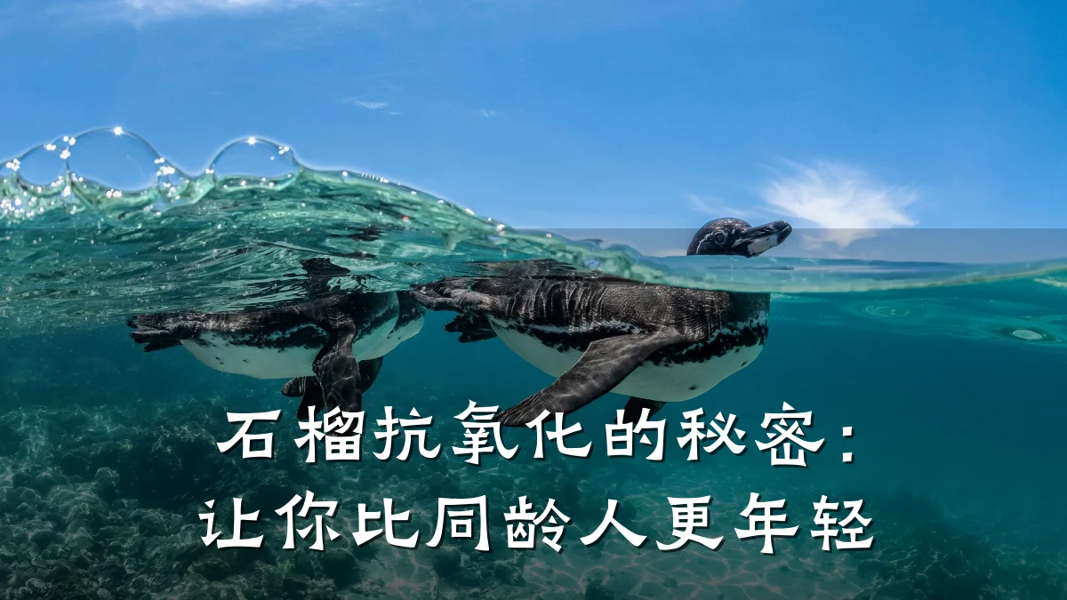 石榴抗氧化的秘密：让你比同龄人更年轻