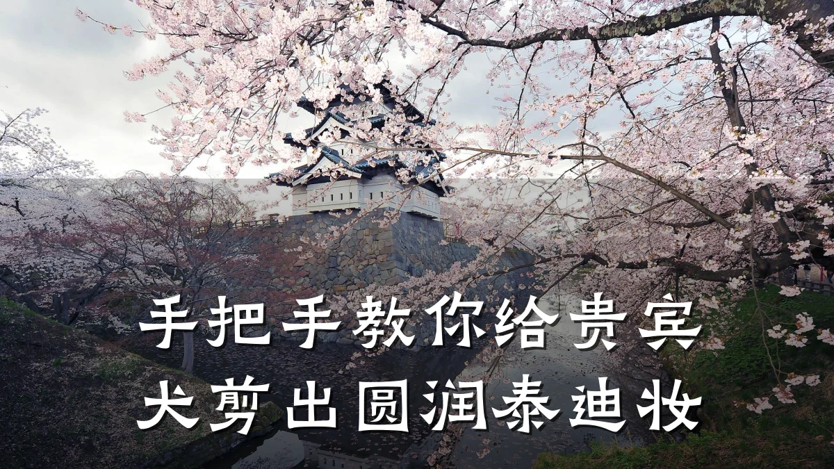 手把手教你给贵宾犬剪出圆润泰迪妆