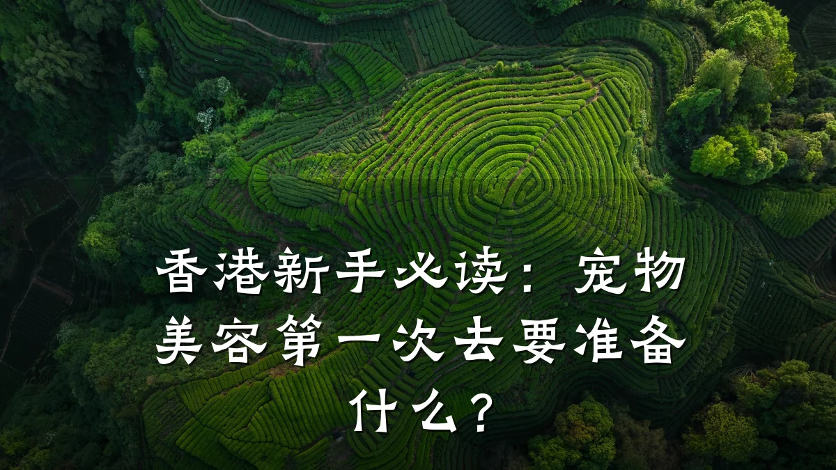 香港新手必读：宠物美容第一次去要准备什么？