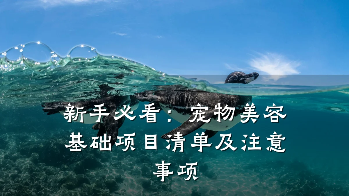 新手必看：宠物美容基础项目清单及注意事项
