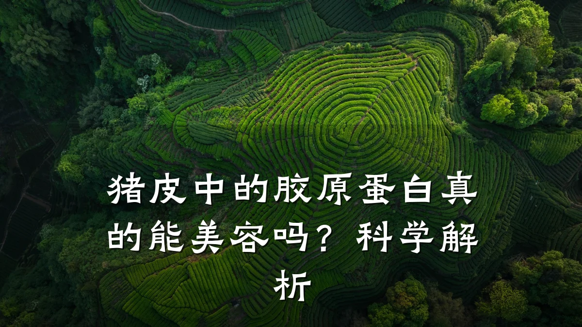 猪皮中的胶原蛋白真的能美容吗？科学解析