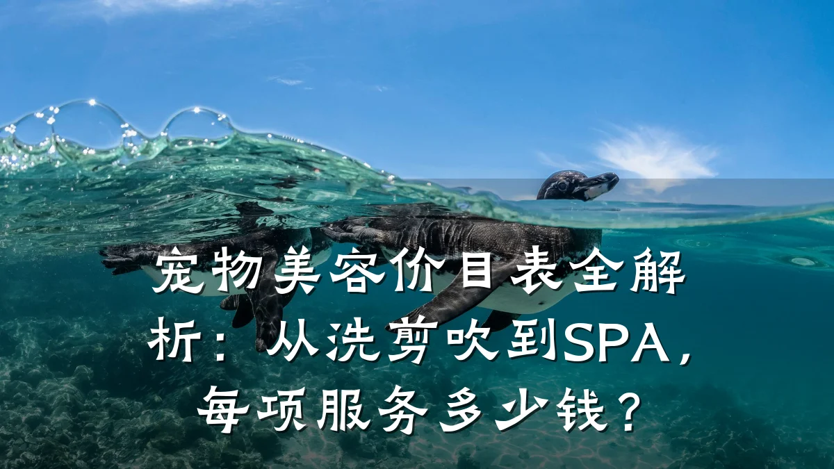 宠物美容价目表全解析：从洗剪吹到SPA，每项服务多少钱？