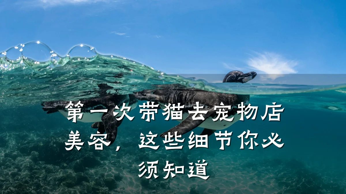 第一次带猫去宠物店美容，这些细节你必须知道