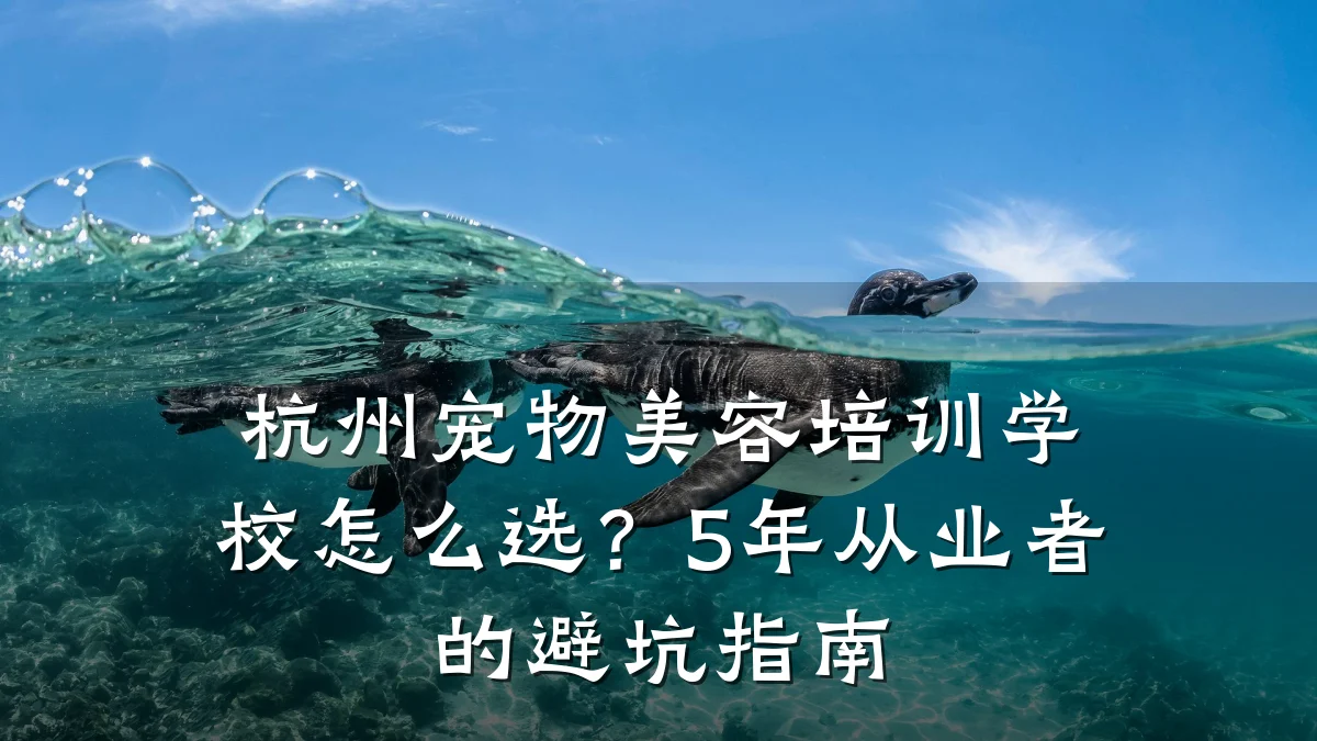 杭州宠物美容培训学校怎么选？5年从业者的避坑指南