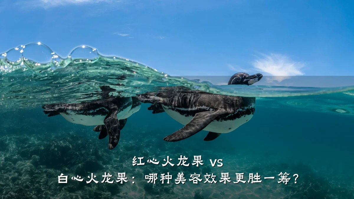 红心火龙果 vs 白心火龙果：哪种美容效果更胜一筹？