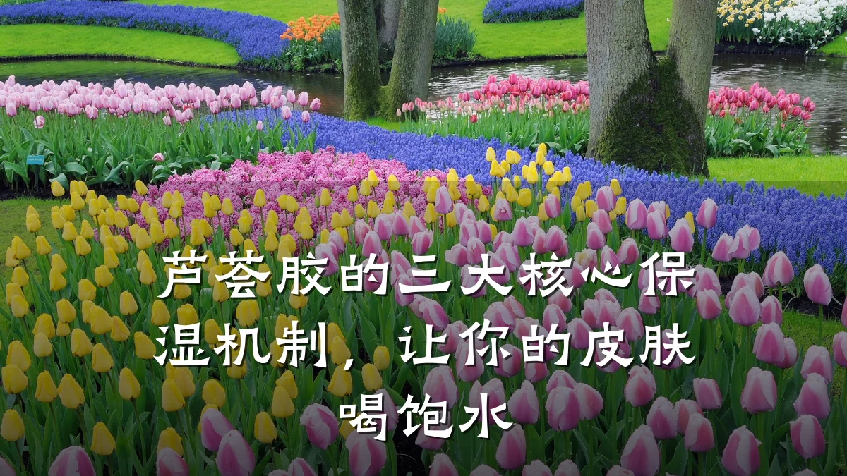 芦荟胶的三大核心保湿机制，让你的皮肤喝饱水