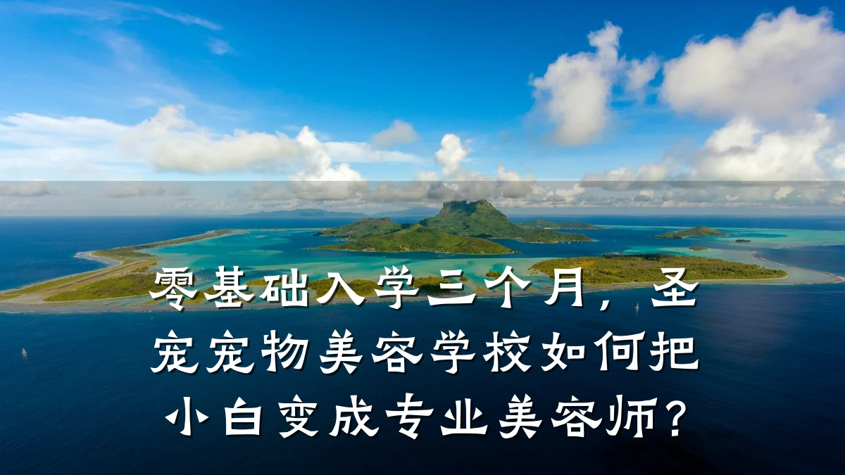 零基础入学三个月，圣宠宠物美容学校如何把小白变成专业美容师？