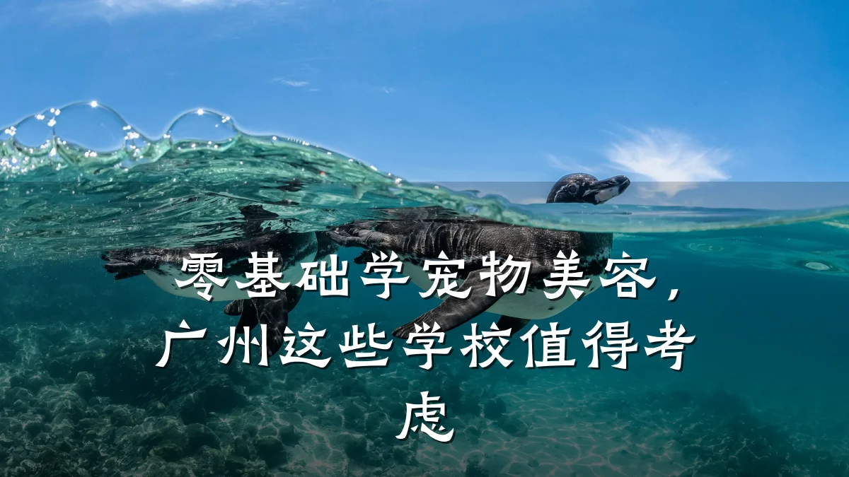 零基础学宠物美容，广州这些学校值得考虑